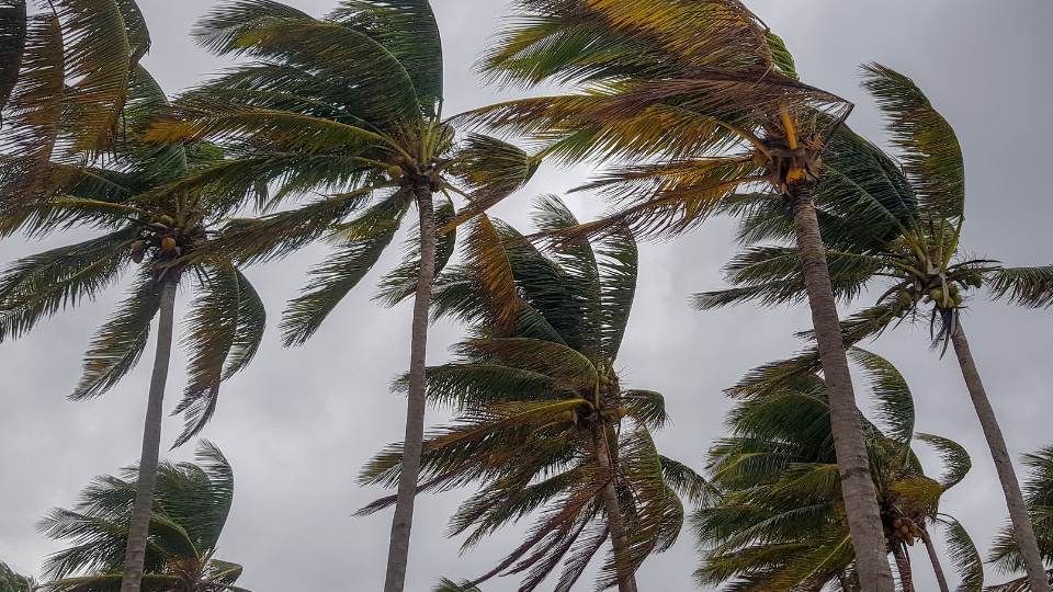 Palm trees in a storm.